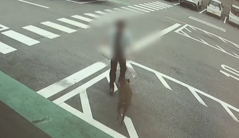 Cadru de pe o cameră de supraveghere: un trecător estompat și un animal pe o trecere de pietoni