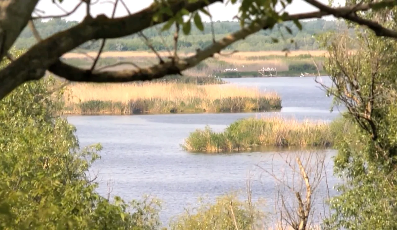 Lacul din rezervația Srebarna, cu stuf și insule de vegetație, văzut printre crengi