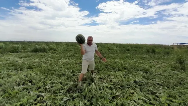 Producător ținând în mână un pepene verde, în mijlocul unui câmp, la Gottlob