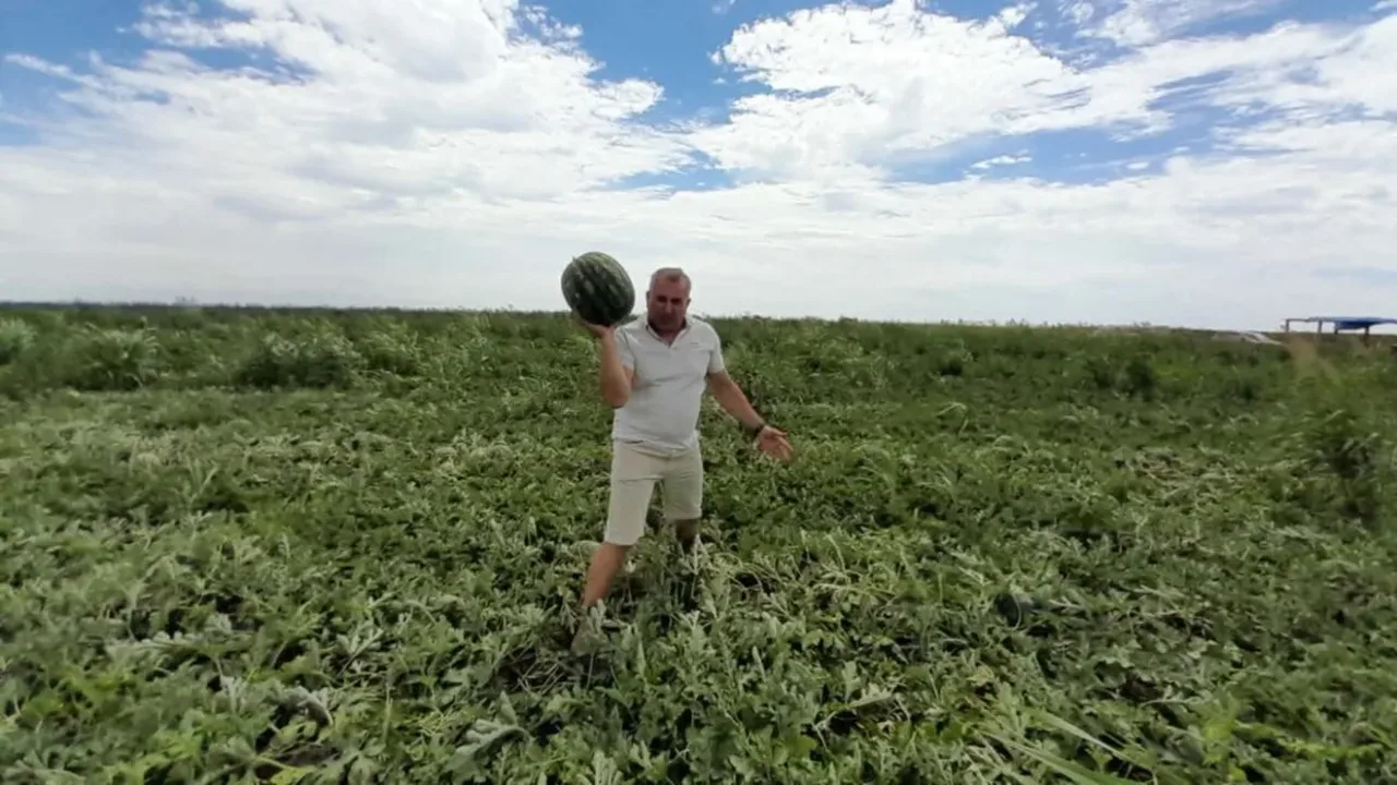 Producător ținând în mână un pepene verde, în mijlocul unui câmp, la Gottlob