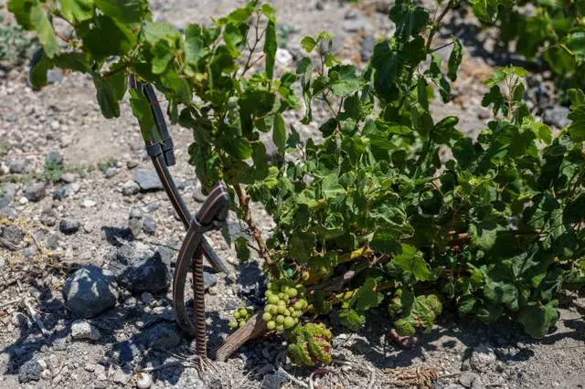 Viță-de-vie cu ciorchini mici de struguri verzi, pe un sol pietros