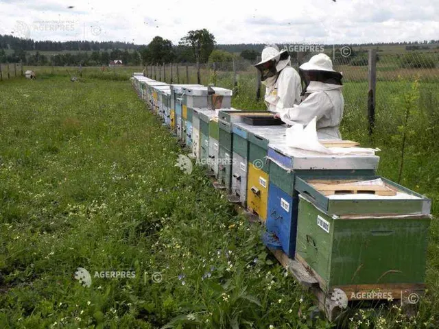Apicultori în costume albe de protecție lângă un șir de stupi colorați, pe o pajiște