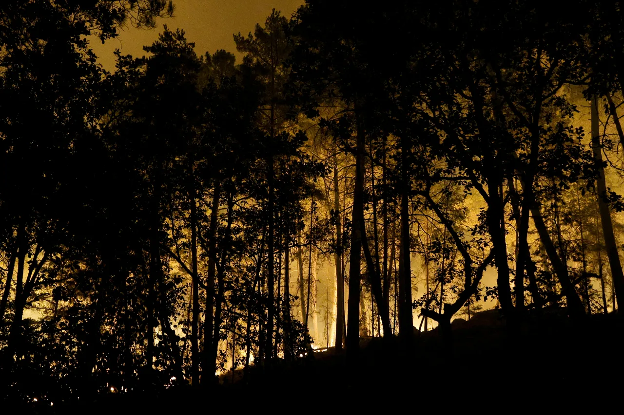 Siluete de copaci în fața unui incendiu de pădure, noaptea, lângă Fontainebleau, în Franța