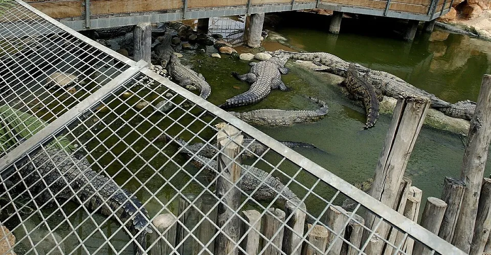 Crocodili în apa unui țarc împrejmuit cu plasă de sârmă și stâlpi de lemn
