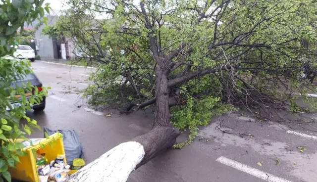 Copac smuls din rădăcini, prăbușit peste o stradă, lângă tomberoane galbene