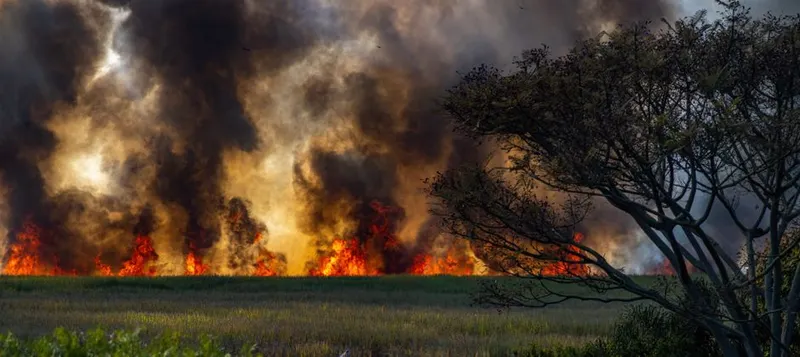 Incendiu de vegetație cu fum negru gros deasupra unui câmp, lângă un copac