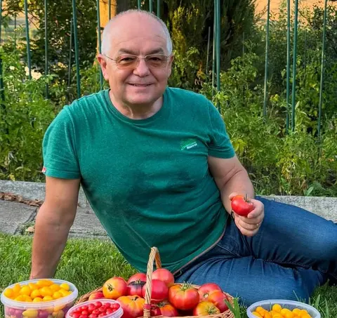 Bărbat în vârstă, în tricou verde, așezat pe iarbă cu un coș de roșii culese în față
