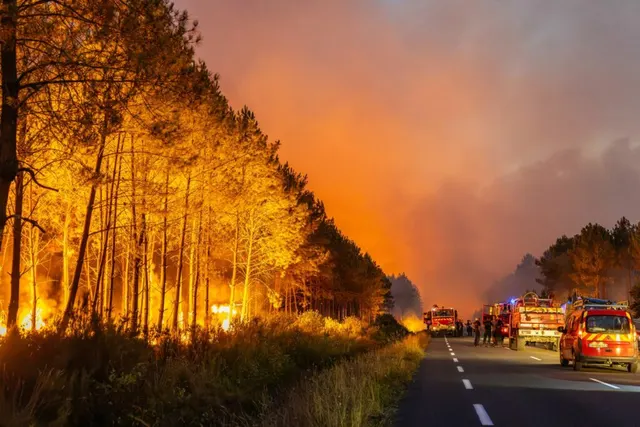 Pădure de pini în flăcări lângă un drum, cu autospeciale de pompieri și cer portocaliu