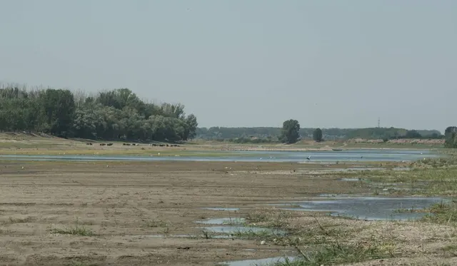 Albia aproape secată a Dunării, cu bancuri de nisip și bălți, la marginea unei păduri