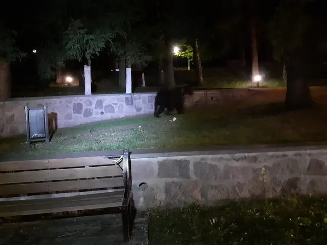 Urs care trece noaptea printr-un parc dintr-o localitate, pe lângă o bancă