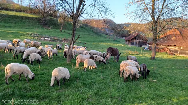 Turmă de oi pășunând pe un deal verde, printre copaci, cu o colibă de lemn în fundal