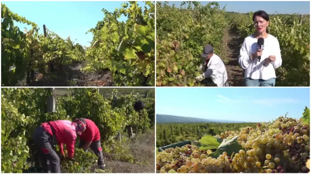 Colaj: rânduri de viță-de-vie, o reporteră cu microfon, culegători aplecați și struguri albi recoltați