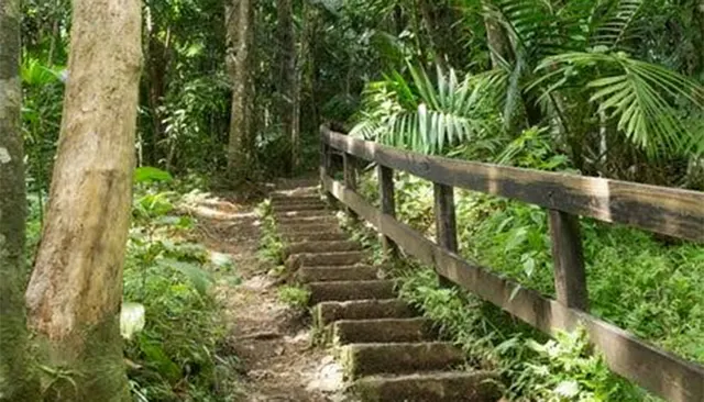 Potecă cu trepte din lemn și balustradă, printr-o pădure tropicală deasă