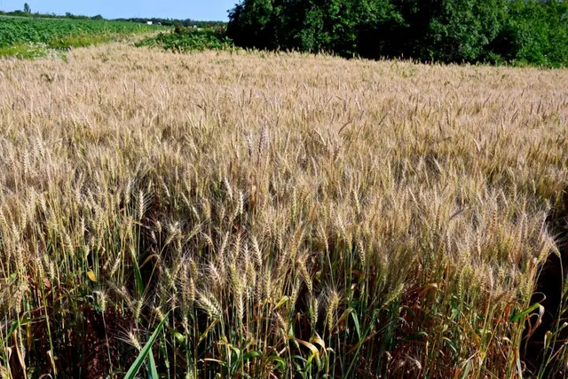 România și Polonia nu mai pot prelua cerealele Ucrainei