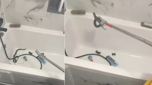 Două cadre cu un șarpe încolăcit pe furtunul de duș, într-o cadă albă