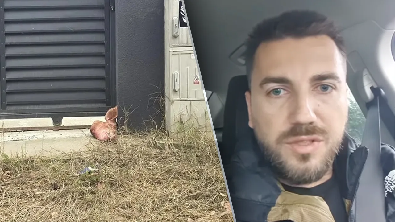 Consilier AUR: eu am pus capul de porc la Tunari